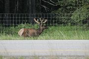 07 - Bow Lake  - IMG_0864